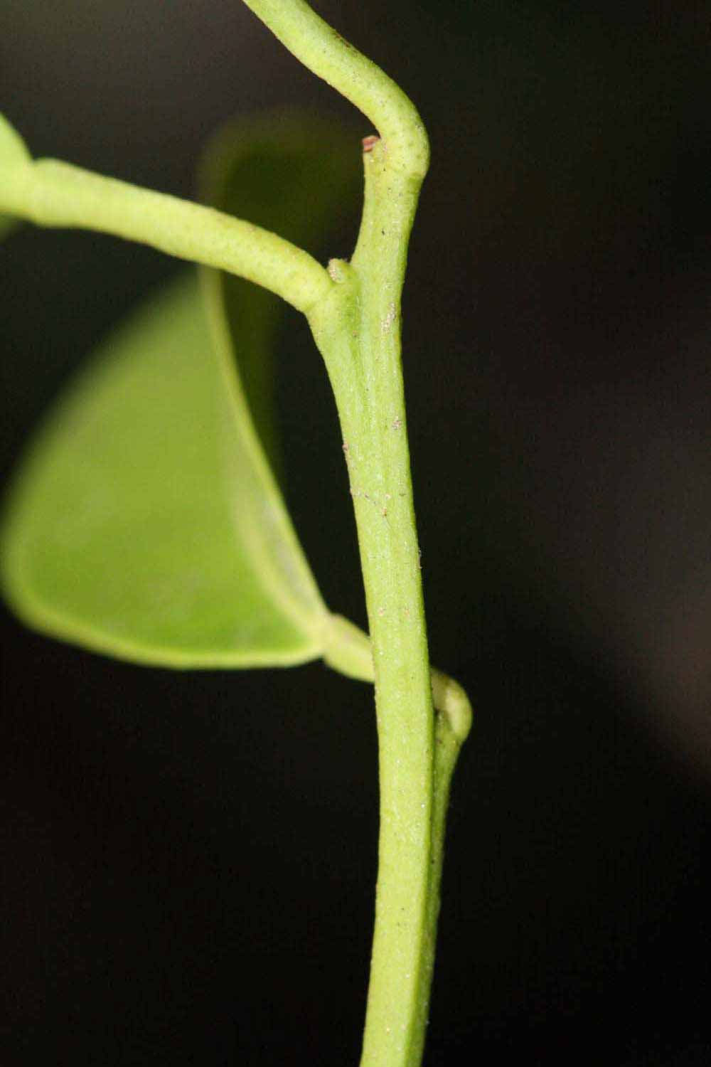            First year twig (Riverside, CA)   